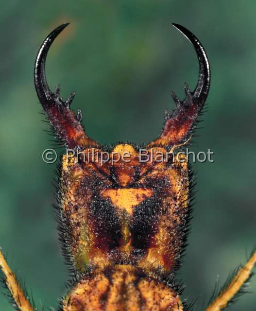 Fourmilion larve.JPG - Larve de fourmilion (Portrait)Antlion larvaeNeuropteraMyrmeleontidaeFrance